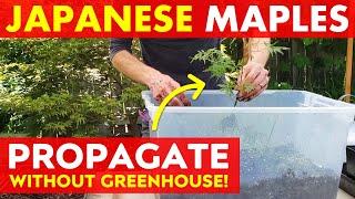 MULTIPLY Japanese Maple Trees Using This PROPAGATION BOX | No Greenhouse Required!