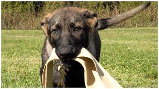 Optimizing Obedience & Bite Drive! | Kraftwerk K9 German Shepherds