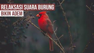 Relaksasi Suara Kicau Burung Dalam Hutan Bikin Adem - No Copyright 2020