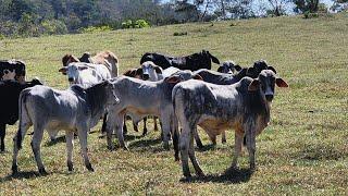 VENDE FAZENDA NA REGIÃO DE MONTE FORMOSO MG VÍDEO ÉPOCA DA SECA 2024