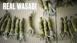 The Truth About Wasabi