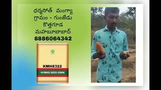 KMH8322 #kaveri #8322 #maizecultivation #kharifcrops #maize #bestseeds #trending #trendingshorts