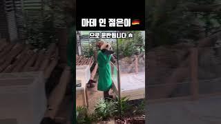 이 아가 판다는 젊어서 젊은이? ㅈㅅ;; #다판다 #판다 #독일