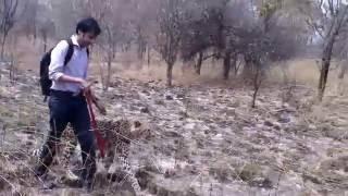 Walking a Cheetah at Chaminuka in Zambia