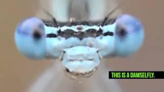 Damselflies Are Not Dragonflies