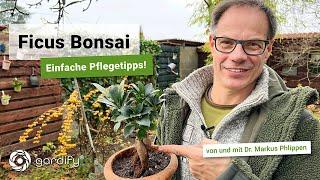 Indoor Bonsai -  Ficus Ginseng richtig pflegen! | gardify Tipps