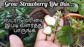 How to grow Strawberry Plant/ Strawberry Plant Growth/Tips to Grow Strawberry/Strawberry Harvesting