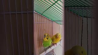 bajri parrots #ytshorts #feedshorts #parrot