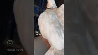 ياكريم قرزل من الحلال حمام زاجل rinkneck dove