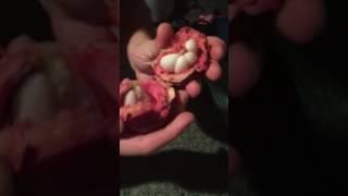 How to open a mangosteen by George Zissimos, the fruit lover