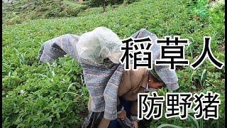 【藏家菜园】藏区农村野猪猖獗破坏土地，姑婆看着无奈又伤心，只能做假人庇护