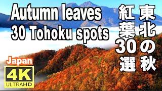 東北の紅葉30選 Autumn leaves in Tohoku 紅葉の名所 日本の紅葉 JAPAN 東北観光 東北旅行 trip 秋の風景東北の絶景 秋の東北 蔵王 奥入瀬 十和田湖 鳴子 裏磐梯