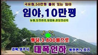 물번.281번) 대폭내린 임야,10만평 산양삼2억원 들여서 씨앗 뿌려 놓은 임야 평당,3.800원에 재 매매합니다 4.000만원 인하해서 매매합니다 임도ㅡ,도로 잘 접하고 있습니다