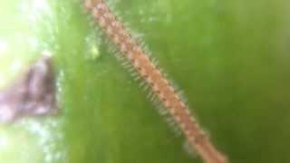 Baby Millipede