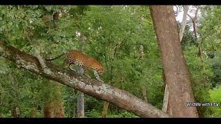 Male Leopard sighting from Kabini - Nagarahole Tiger Reserve.