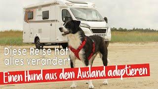 Hund adoptieren?Wir fahren nach Rumänien | Arche Noah Transilvania | Tierschutz