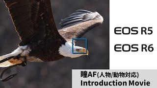 EOS R5 / EOS R6  AF機能紹介動画 【キヤノン公式】