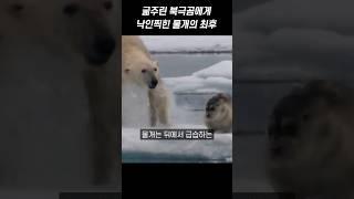 굶주린 북극곰에게 낙인찍힌 물개의 최후