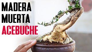 Haciendo madera muerta en acebuche