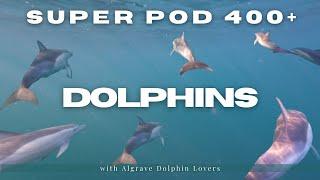 Mind-Blowing Dolphin Adventure -  OVER 400?!