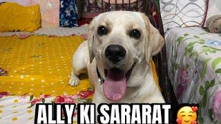 ALLY KI SARARAT || #masti#puppy#vlog