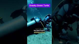 Sneaky Green Turtle #turtle  #anilaodiving #Xiaomi14TPro #seafrogphonehousing  #asafeevideolight
