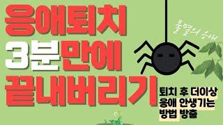 (초간단) 응애 더 이상 안 생기는 방법 (응애 퇴치 끝판왕)