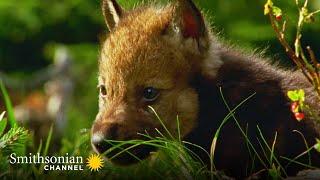 How Helpless Wolf Pups are On Their Feet Within 3 Weeks  Carpathian Predators | Smithsonian Channel