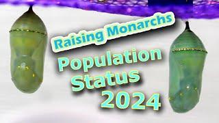 Raising Monarchs - Population Status 2024 (Help The Monarch Butterfly)