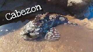 Catching Lingcod and Cabezon - Northern California Shores