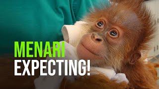 Menari The Orangutan, Of ZooBorns Book Fame, Is Expecting Twins!