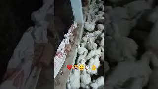 Poultry farming ️️ #shorts #shorts #farm #farm #youtube