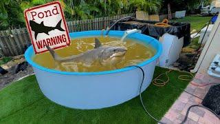 NEW Jaws Pond For Giant Predators Fish! **Beware**