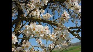 RAPTURE ALERT: NEW YEAR OF THE TREES Tu BiShvat THURSDAY, 13 FEBRUARY 2025