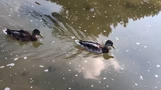 Enten  beim Stadtpark