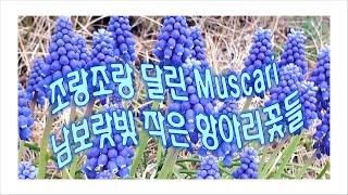 Muscari 무스카리!  작은 항아리 모양의 남보라빛 봄꽃!