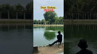 Drag cair fight ikan Siakap !! #mancing #siakap #ikan #short #shorts #shortvideo #shortsfeed #kolam