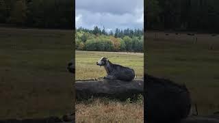 Goat enjoying the sunshine after a summer rain storm. #animals