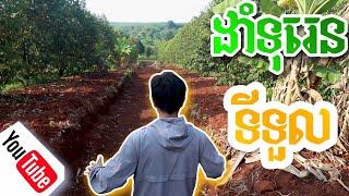 ការដាំទុរេនទីទួលខ្ពស់ | Grow Durian | EXM Cambodia agriculture