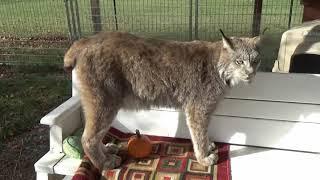 Max Canada Lynx Pumpkin?