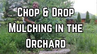 Permaculture basic Ep. 4: Chop and Drop Mulching