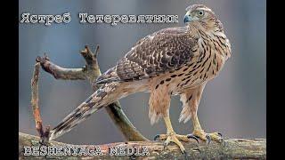 Ястреб Тетеревятник на охоте.