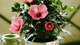 HIBISCUS PROPAGATION FROM CUTTINGS