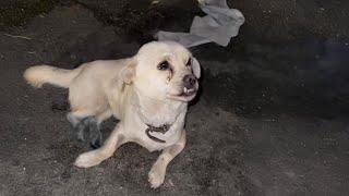 "Please stop" the dog begs passerby in tears, owner takes everything from her