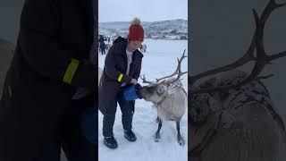 At  Reindeer camp in Tromso Norway #tromso #norway