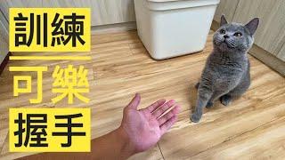 英國短毛貓｜英短｜訓練可樂握手｜ British Shorthair