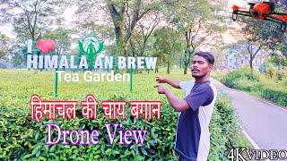 Himachal ki Chai Bagan l हिमाचल की चाय बागान ll DRONE VIEW ll #jharkhandichacha