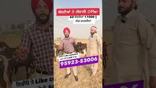 ਬੱਕਰੀਆਂ ਤੇ ਦੀਵਾਲੀ Offer