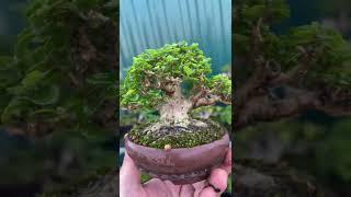 Review 1 số cây Bonsai Mini đẹp trong vườn nhà ông em - Phiêu Du Bonsai