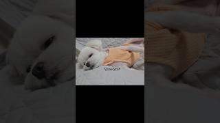 강아지가 배를 보이는 이유 #강아지 #말티즈 #귀여운강아지